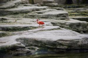 Ein Tag im Zoo
