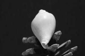 Schwarzschnecke