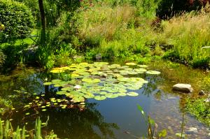 Imkerei_Buss_Gartenteich